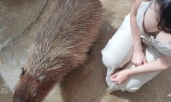 와 씨 카피바라 진짜 크구나